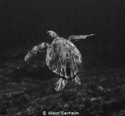 Turtle, Maui... what a poser! by Alison Ranheim 